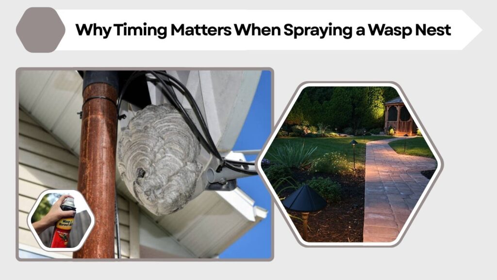 Why Timing Matters When Spraying a Wasp Nest