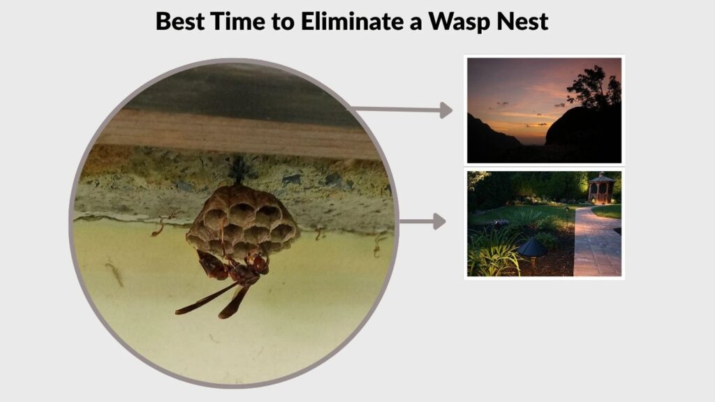 Best Time to Eliminate a Wasp Nest