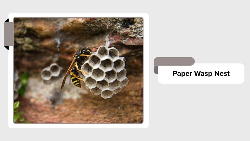 Paper Wasp Nest