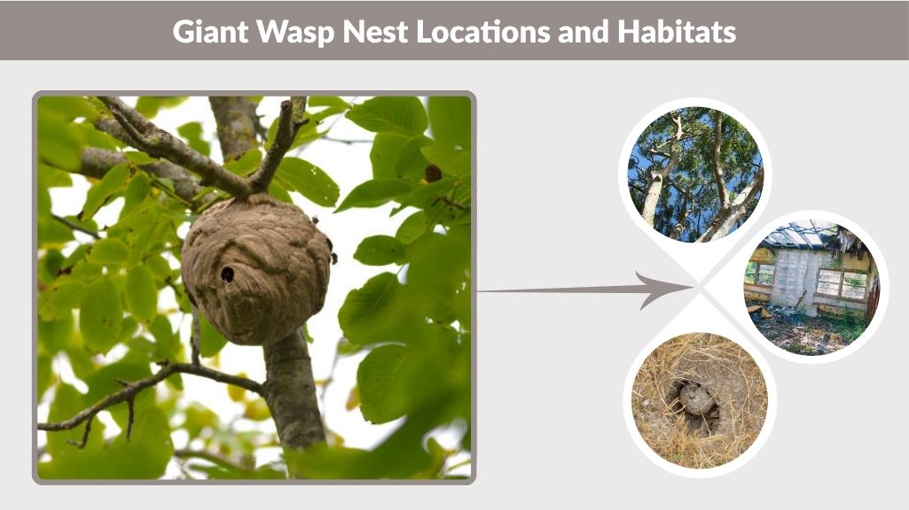 Giant Wasp Nest Locations and Habitats