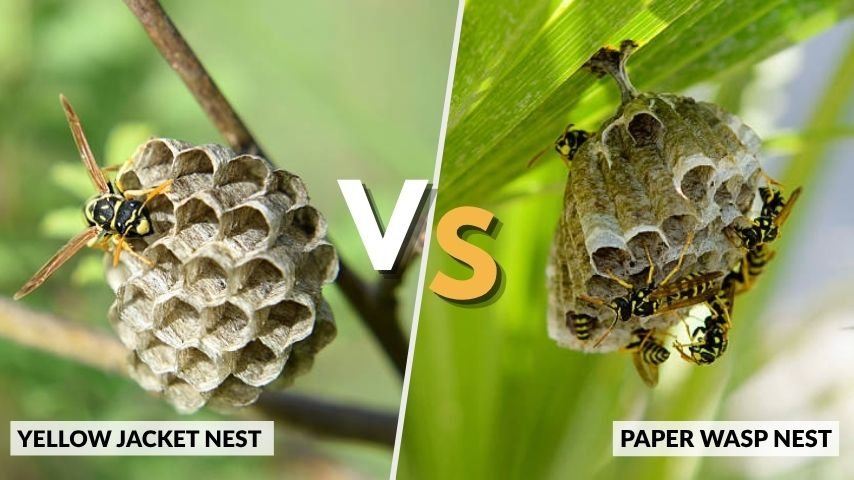 Yellow Jacket Nest vs Paper Wasp Nest