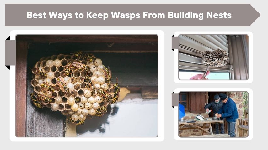 Best Ways to Keep Wasps From Building Nests