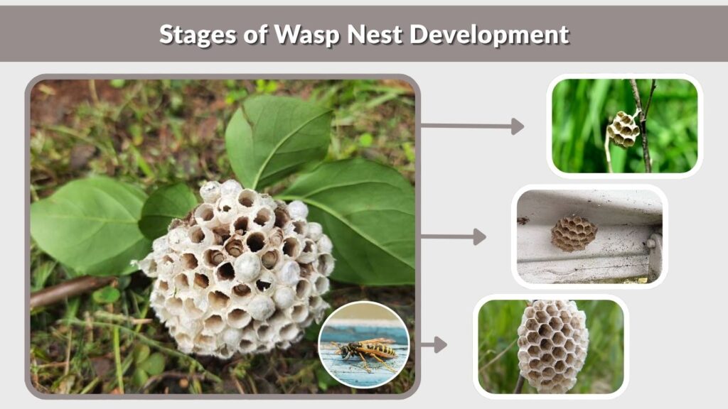 Stages of Wasp Nest Development