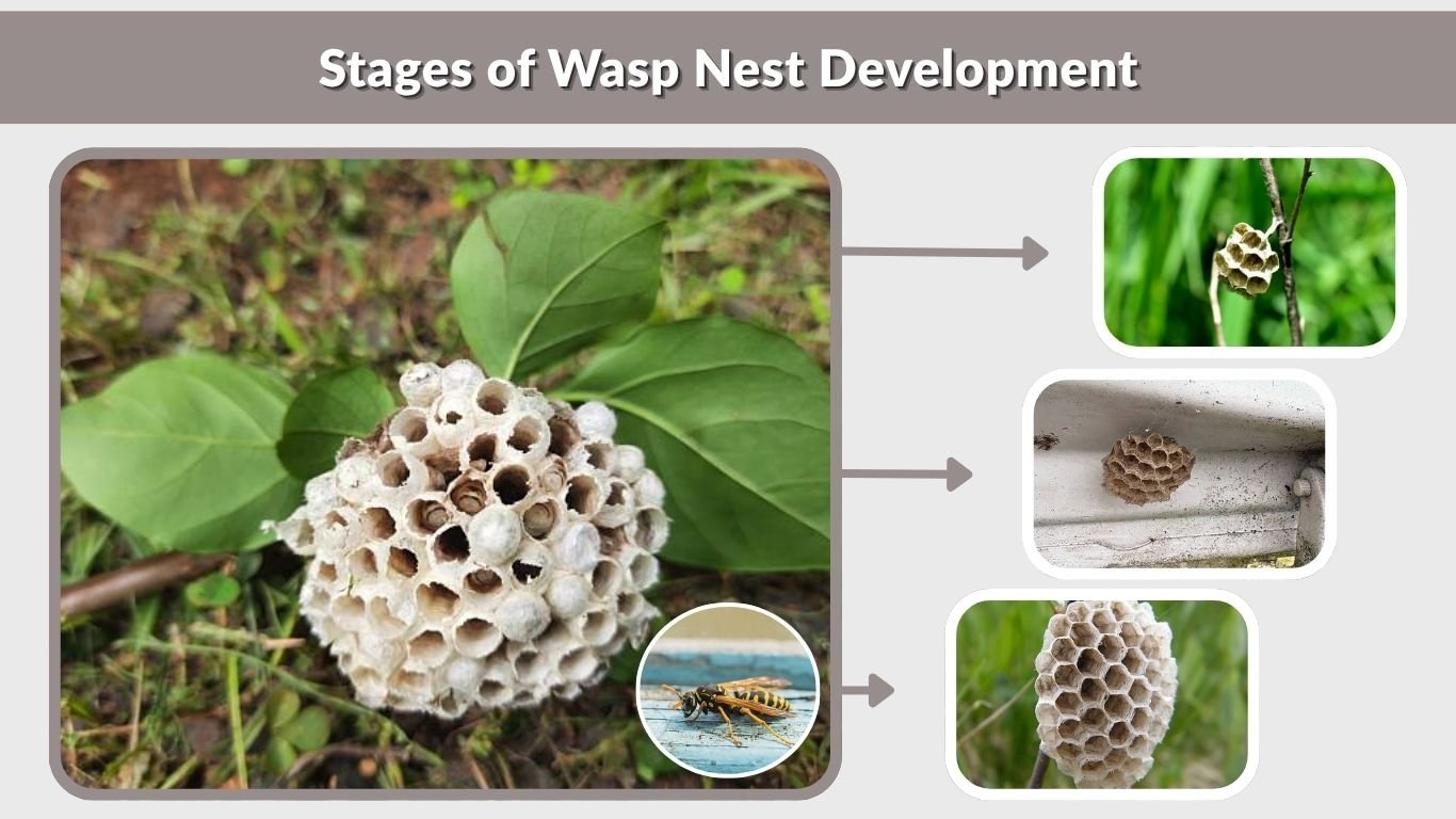 How Long Does It Take Wasps to Build a Nest? From Small Nest to Colony