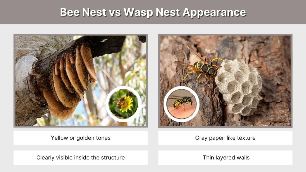 Bee Nest vs Wasp Nest Appearance