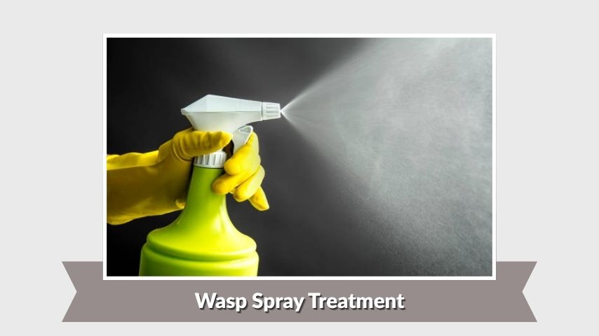 Wasp Spray Treatment