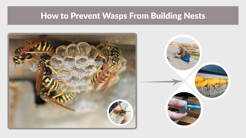 How to Prevent Wasps From Building Nests