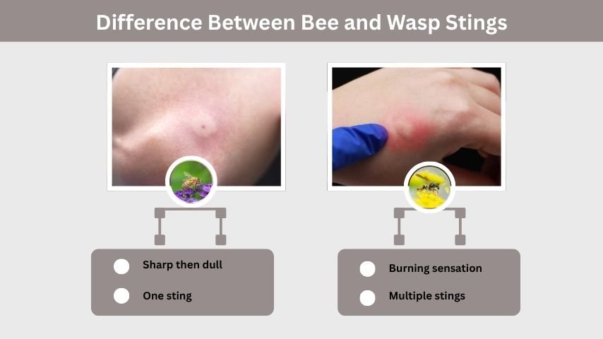 Difference Between Bee and Wasp Stings
