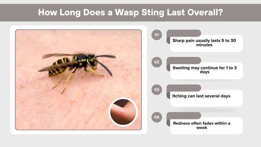 How Long Does a Wasp Sting Last Overall?