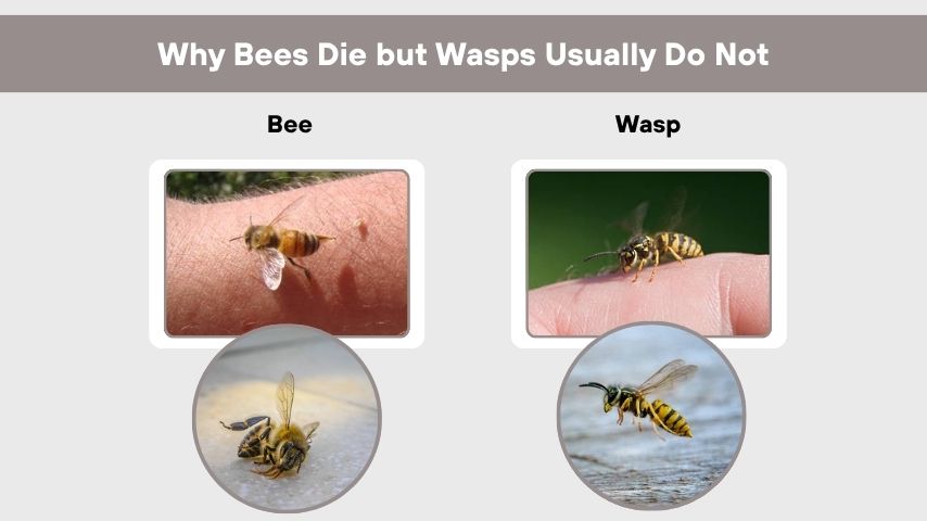 Why Bees Die but Wasps Usually Do Not