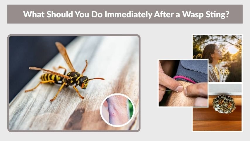 What Should You Do Immediately After a Wasp Sting?