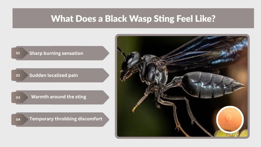 What Does a Black Wasp Sting Feel Like?