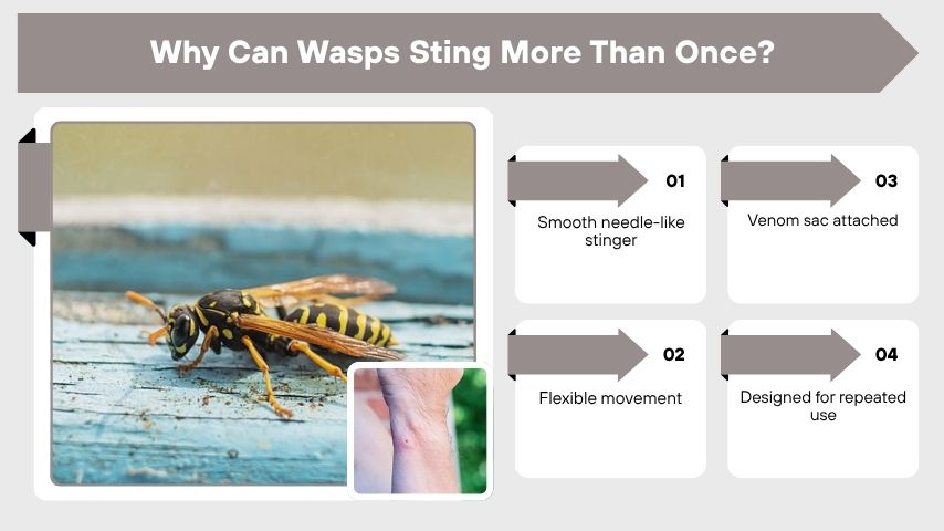 Why Can Wasps Sting More Than Once?
