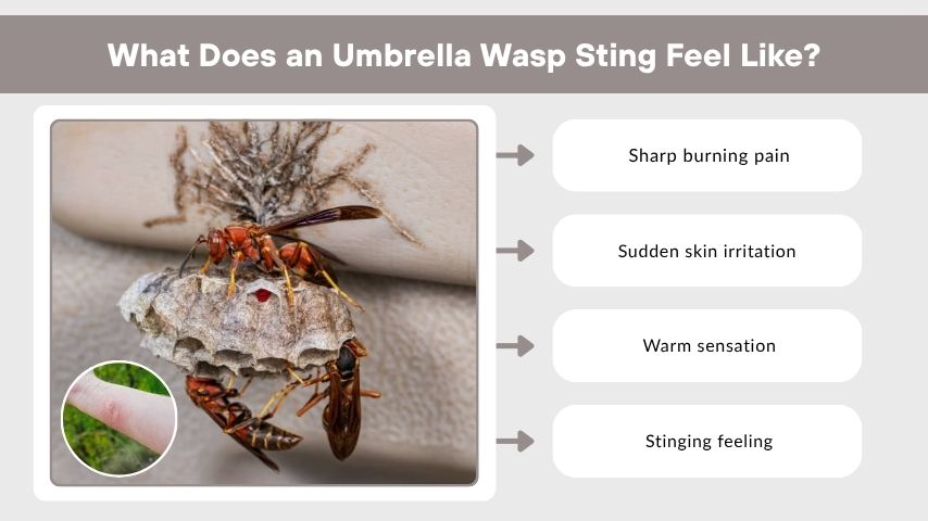 What Does an Umbrella Wasp Sting Feel Like?