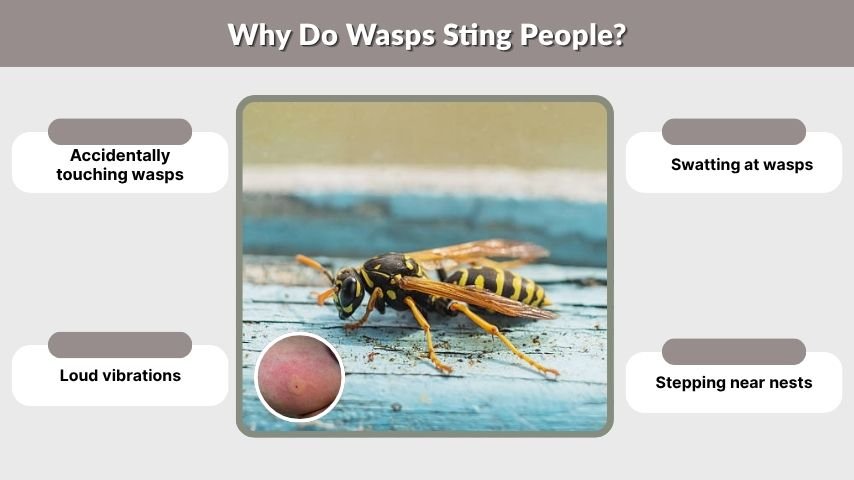 Why Do Wasps Sting People?