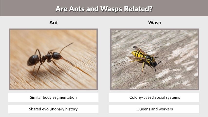Are Ants and Wasps Related?