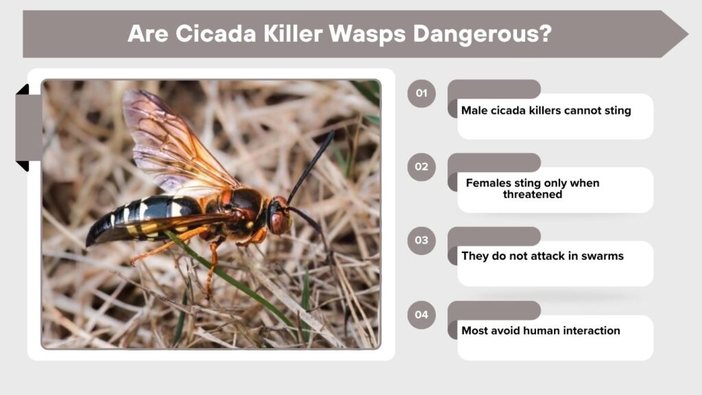 Are Cicada Killer Wasps Dangerous?