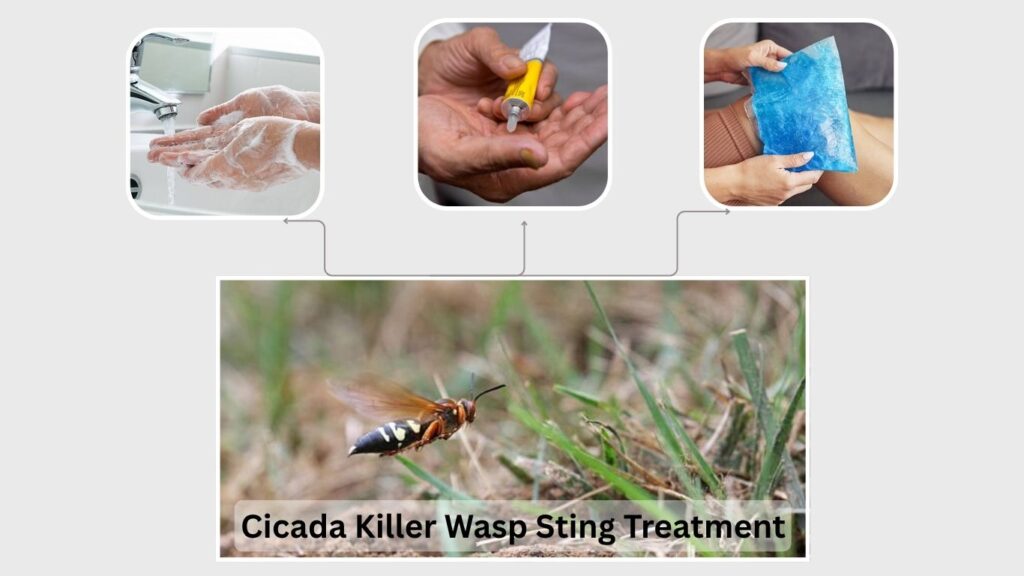 Cicada Killer Wasp Sting Treatment