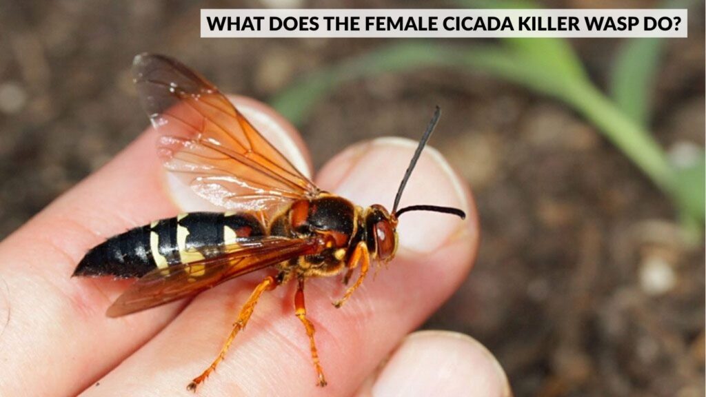 What Does the Female Cicada Killer Wasp Do?