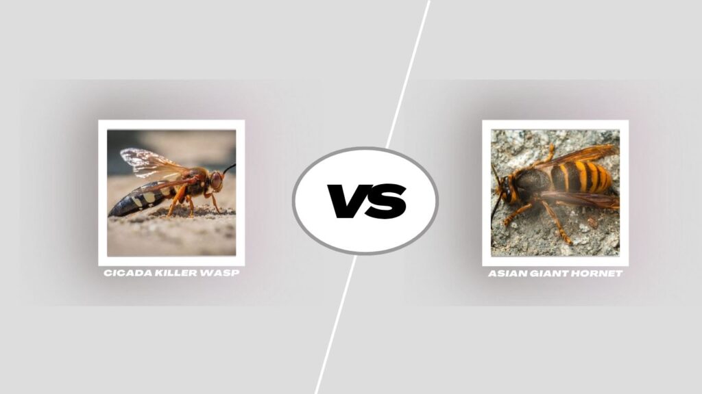Cicada Killer Wasp vs Asian Giant Hornet