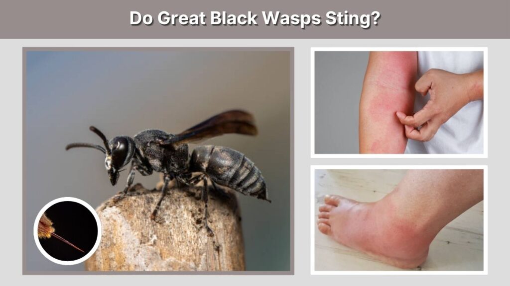 Do Great Black Wasps Sting?