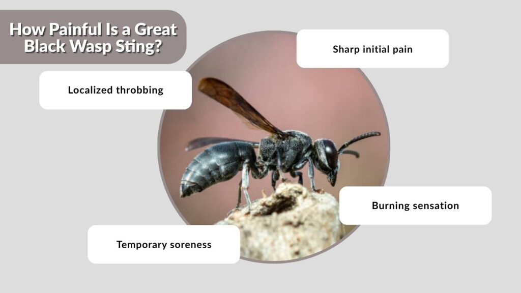 How Painful Is a Great Black Wasp Sting?