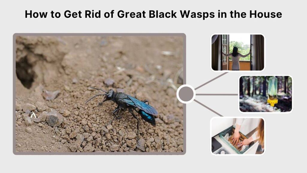 How to Get Rid of Great Black Wasps in the House