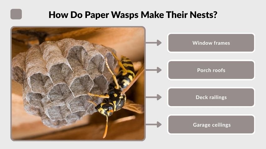 How Do Paper Wasps Make Their Nests?