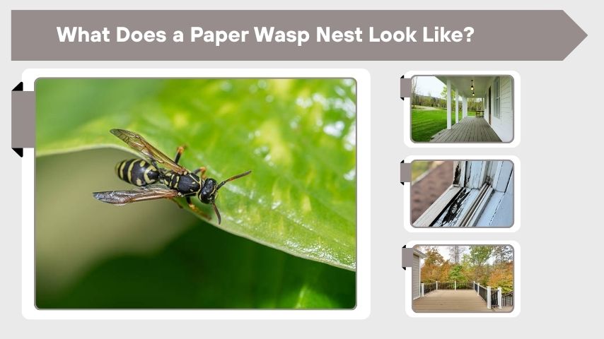 What Does a Paper Wasp Nest Look Like?