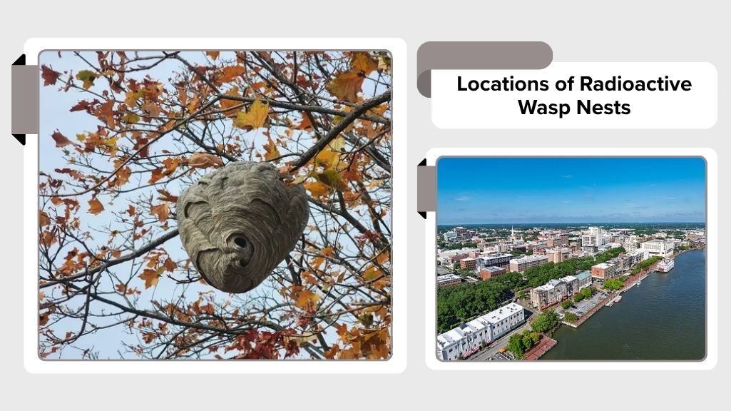 Locations of Radioactive Wasp Nests