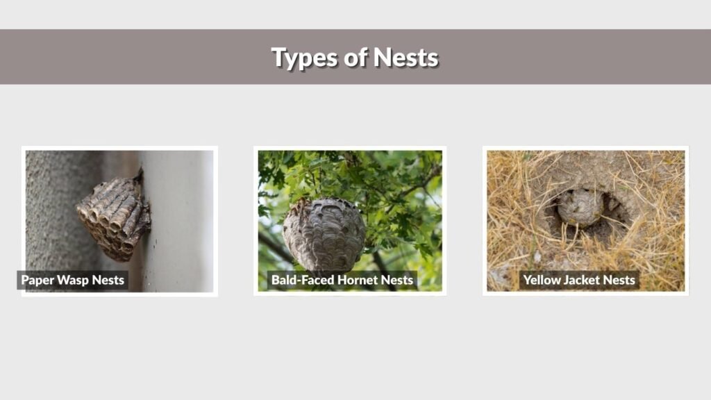 Types of Nests