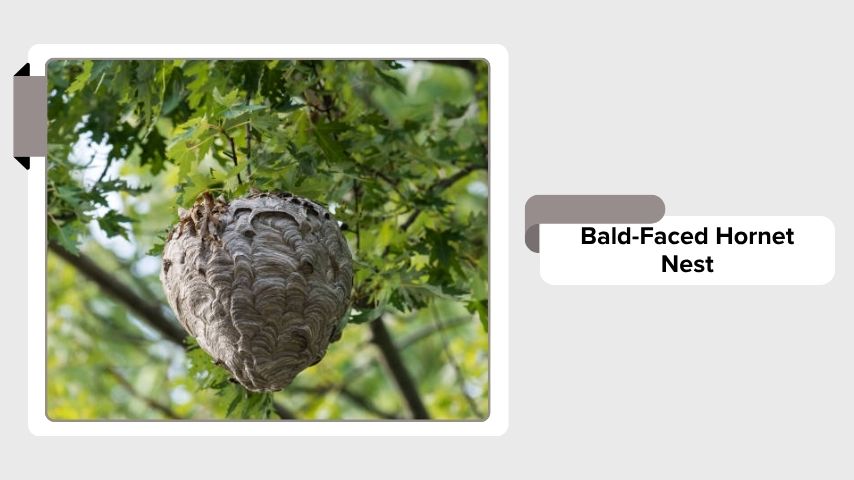 Bald-Faced Hornet Nest