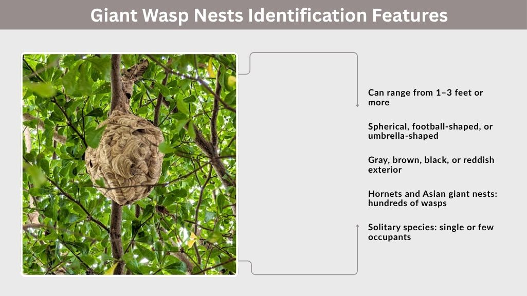 Giant Wasp Nests Identification Features