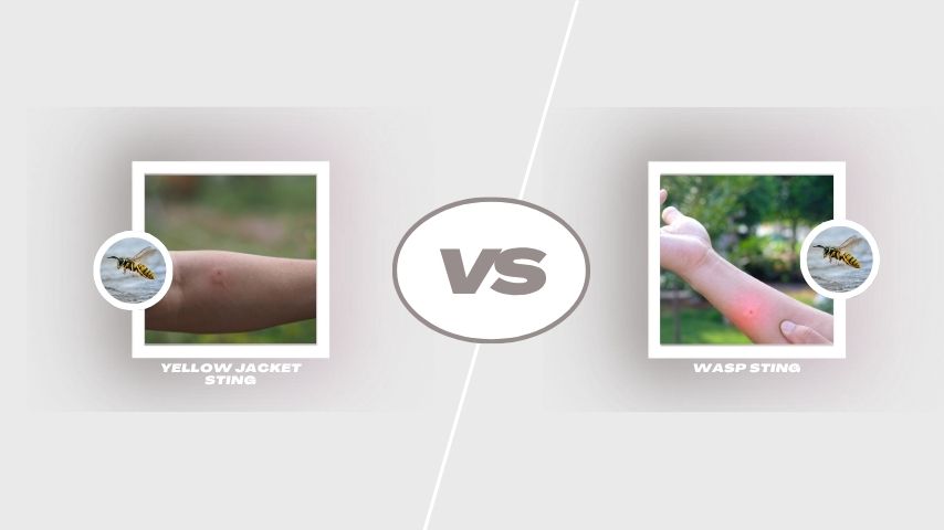 Yellow Jacket Sting vs Wasp Sting
