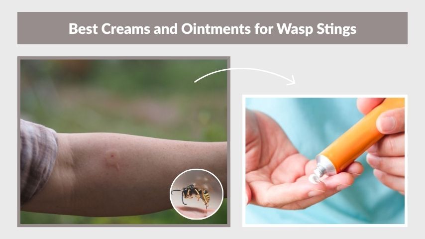 Best Creams and Ointments for Wasp Stings