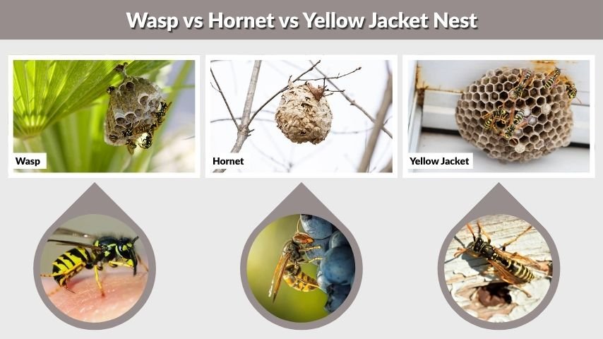 Wasp vs Hornet vs Yellow Jacket Nest