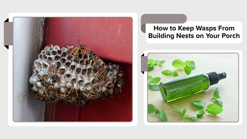 How to Keep Wasps From Building Nests on Your Porch