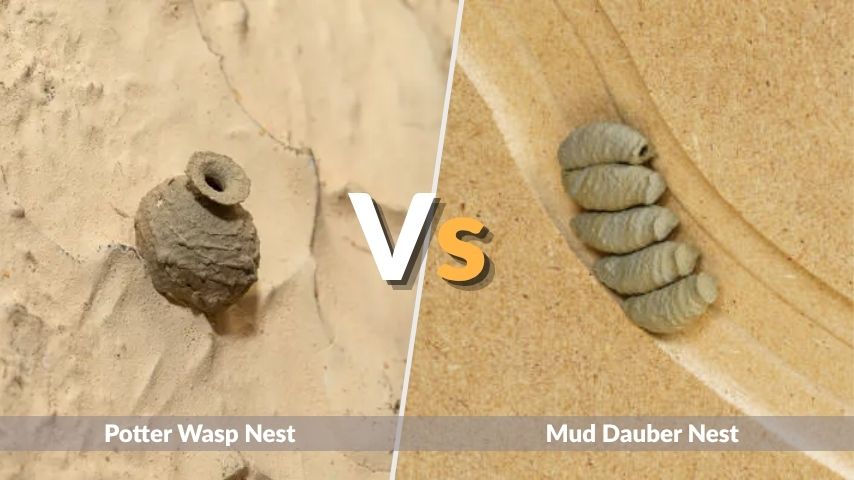 Potter Wasp Nest vs Mud Dauber Nest