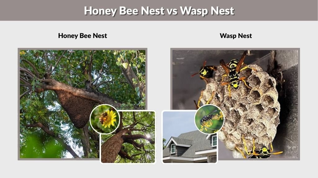 Honey Bee Nest vs Wasp Nest