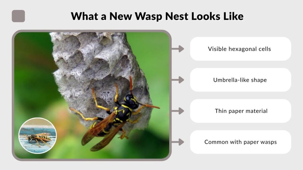 What a New Wasp Nest Looks Like