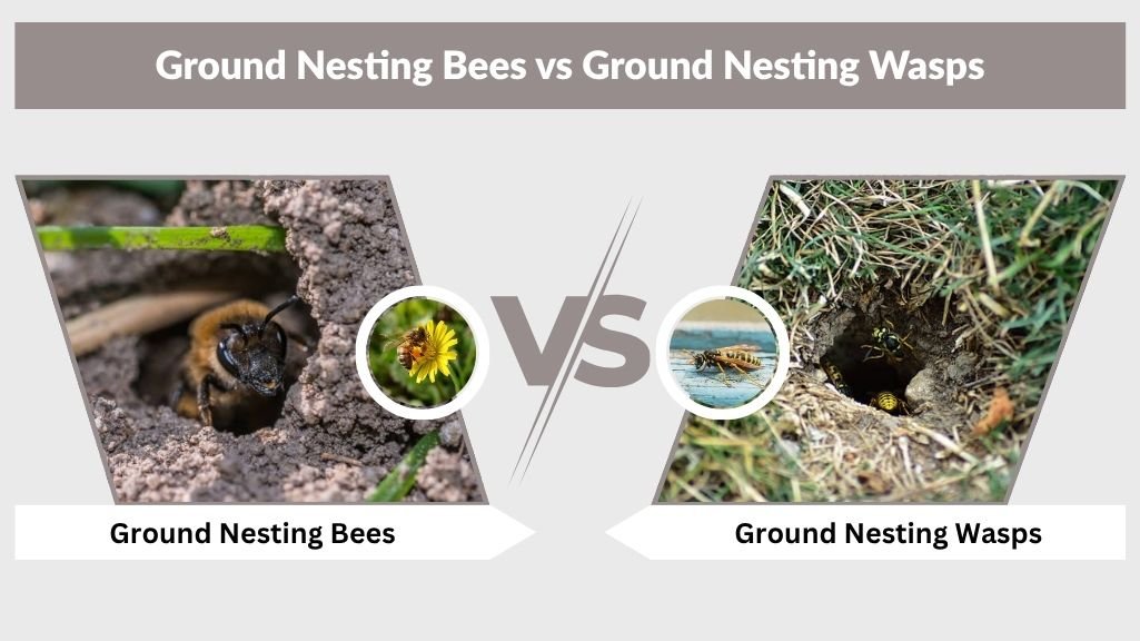 Ground Nesting Bees vs Ground Nesting Wasps