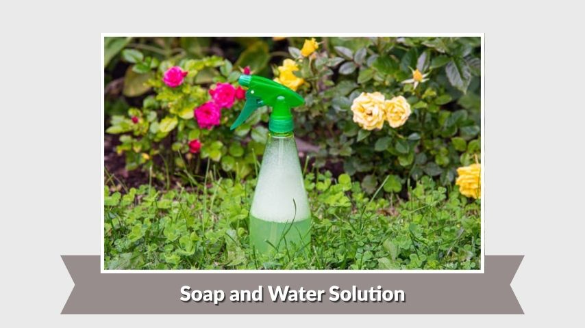 Soap and Water Solution