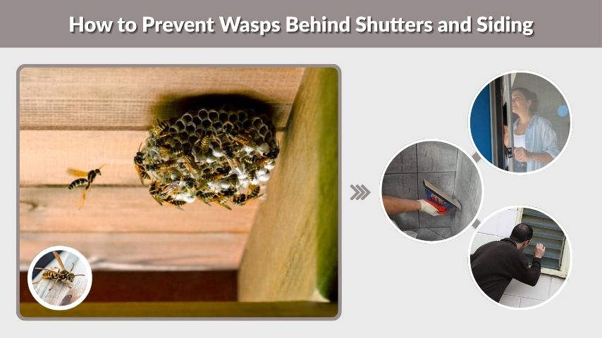 How to Prevent Wasps Behind Shutters and Siding