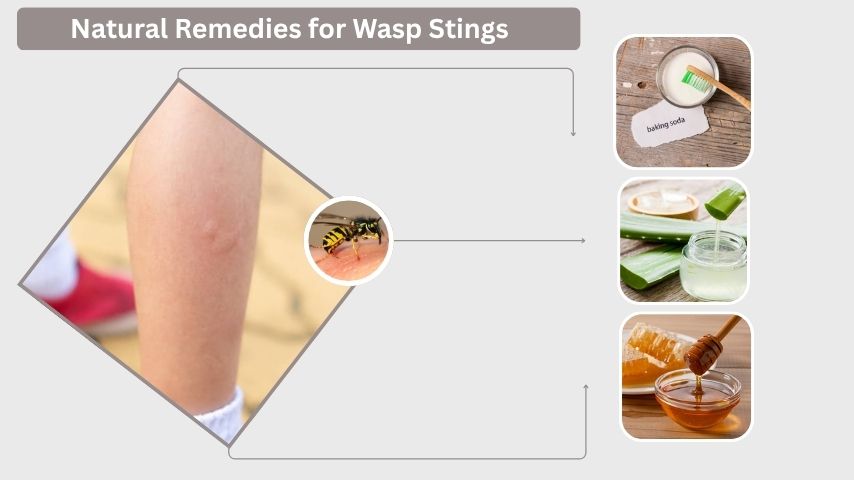 Natural Remedies for Wasp Stings