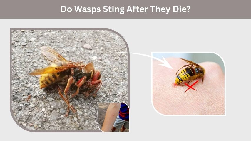 Do Wasps Sting After They Die?