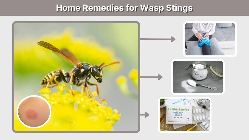 Home Remedies for Wasp Stings