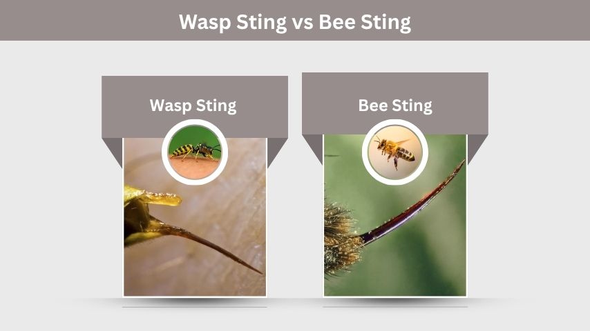 Wasp Sting vs Bee Sting