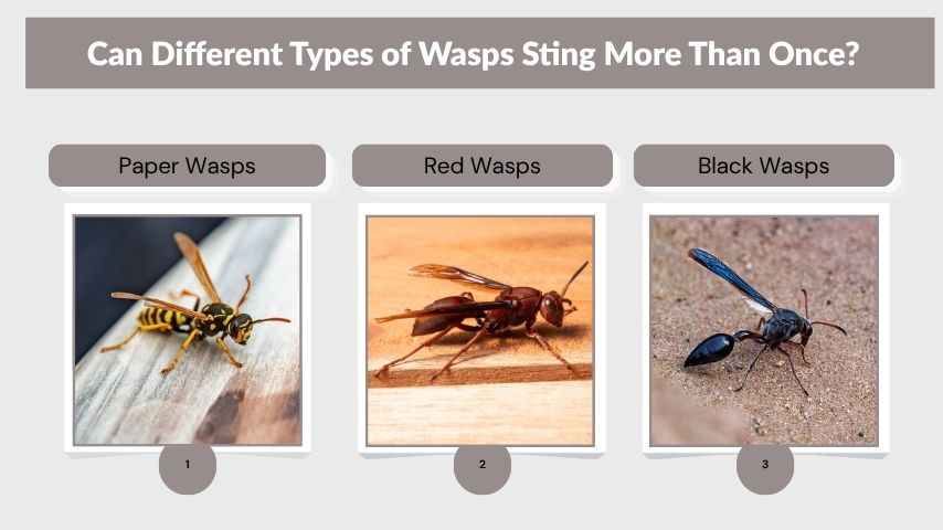 Can Different Types of Wasps Sting More Than Once?