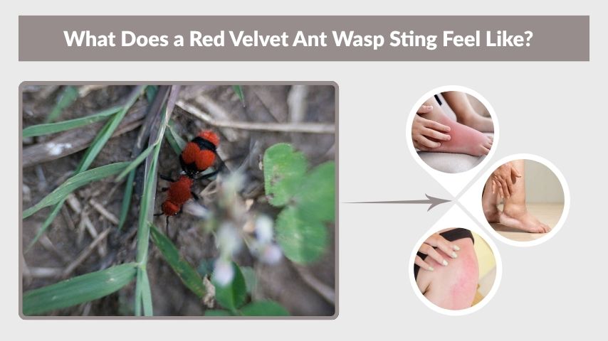 What Does a Red Velvet Ant Wasp Sting Feel Like?