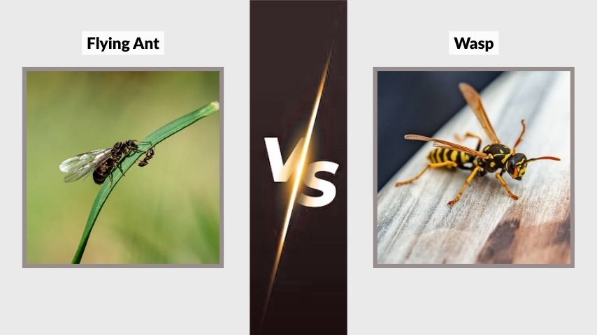 Flying Ant vs Wasp